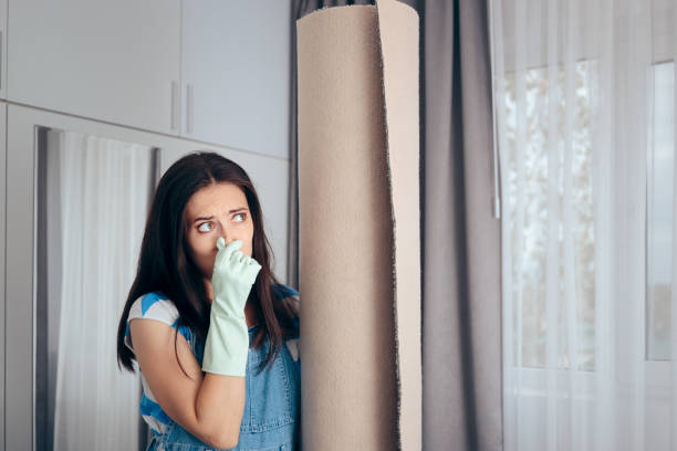 Mold Odor Removal Services in Northwest Harborcreek, PA